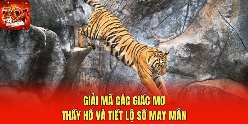 Giải mã các giấc mơ thấy hổ và tiết lộ số may mắn